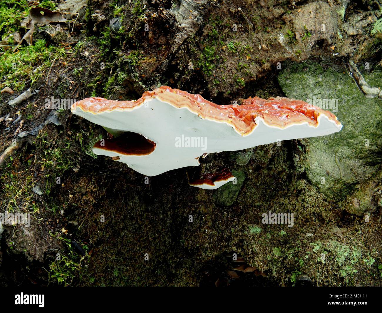 Ganoderma lingzhi, Ganoderma lucidum Stockfoto