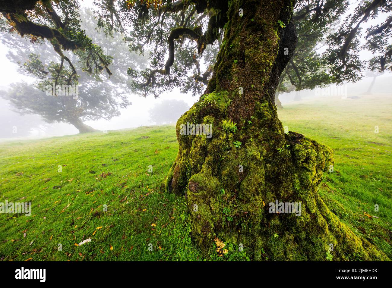 Der Laurisilva Wald Fanal, Madeira, Portugal, Europa Stockfoto