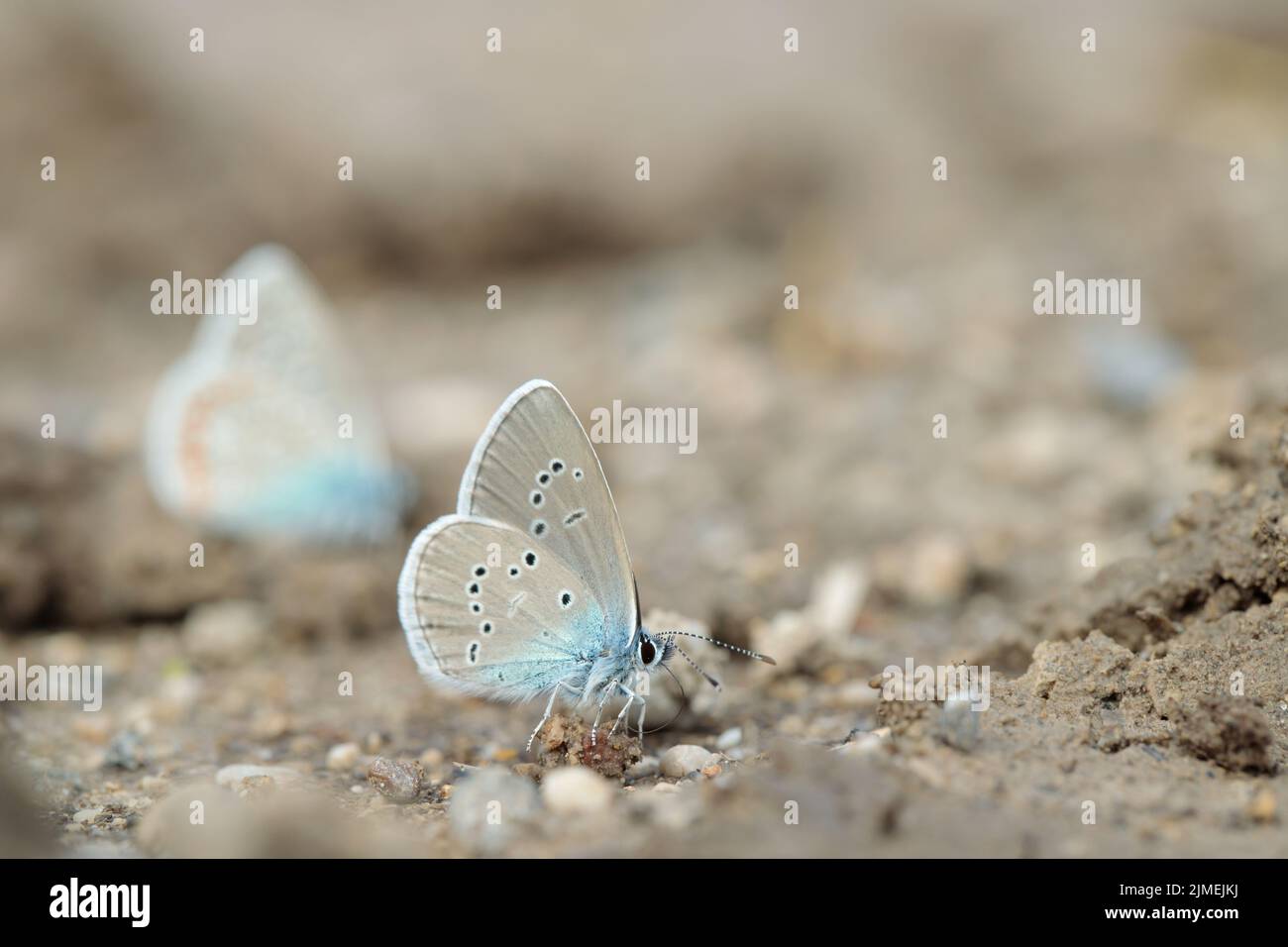 Männlicher mazariner blauer Schmetterling (Cyaniris semiargus) nimmt Mineralien aus nassem Boden auf. Stockfoto