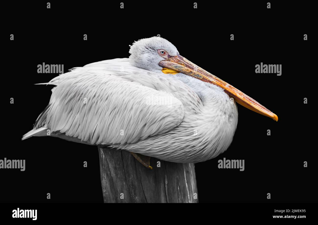 Weißer Pelikan in Ruhe Stockfoto