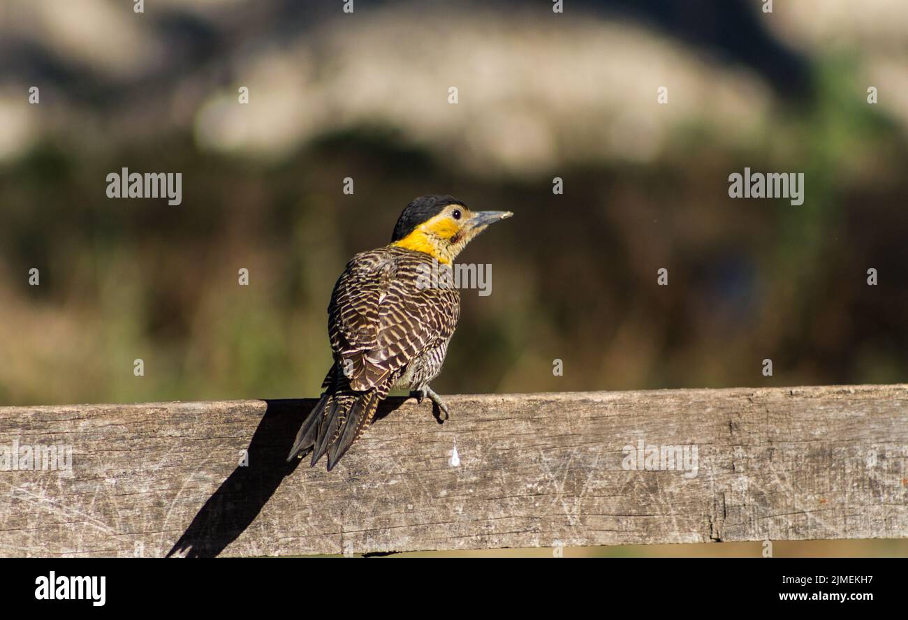Porträt eines Spechtes in seinem natürlichen Lebensraum Stockfoto