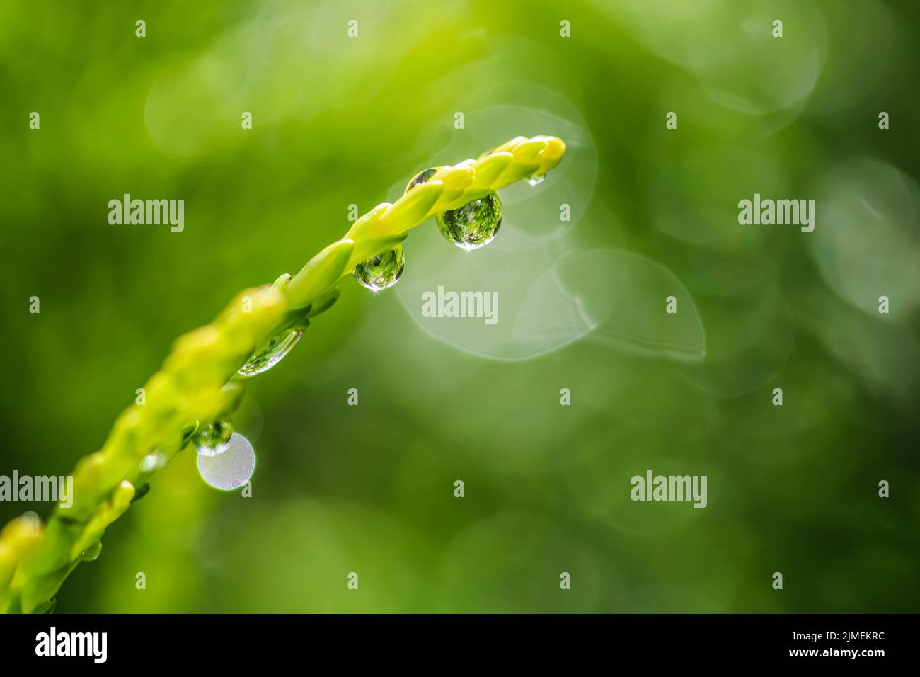 Abstrakter grüner Hintergrund. Nahaufnahme eines Wassertropfes auf einem Ast eines Wacholders. Bokeh mit Lichtreflexion Stockfoto