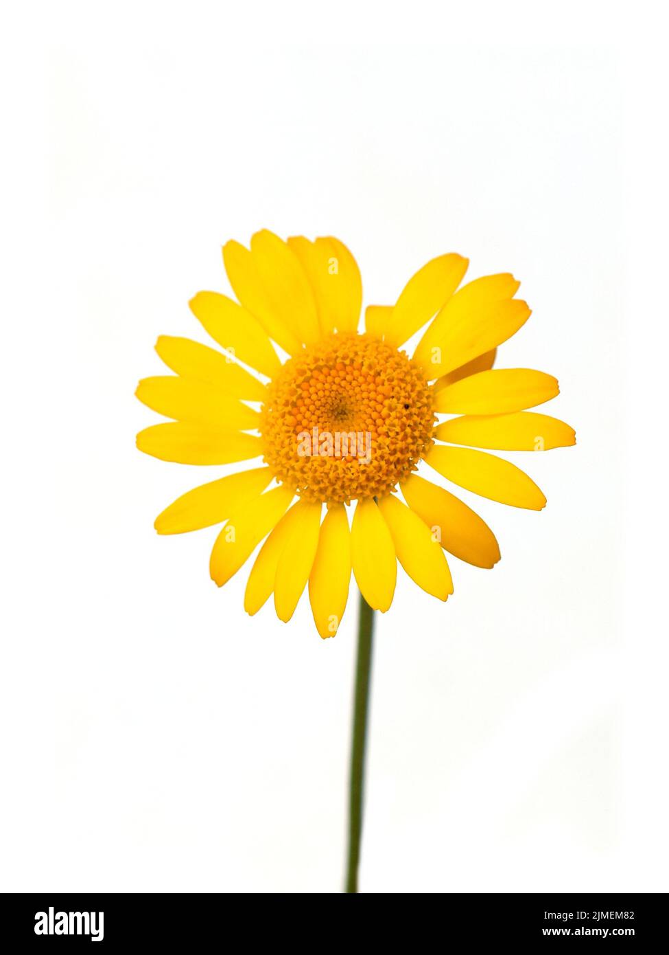 Cota tinctoria goldene marguerite gelbe Blume Nahaufnahme auf weißem Hintergrund Stockfoto