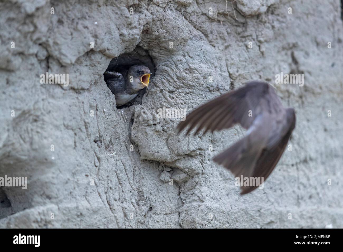 Sand Martin fliegt zum Brutgraben und wird von einem bettelenden Jungvögel / Riparia riparia erwartet Stockfoto