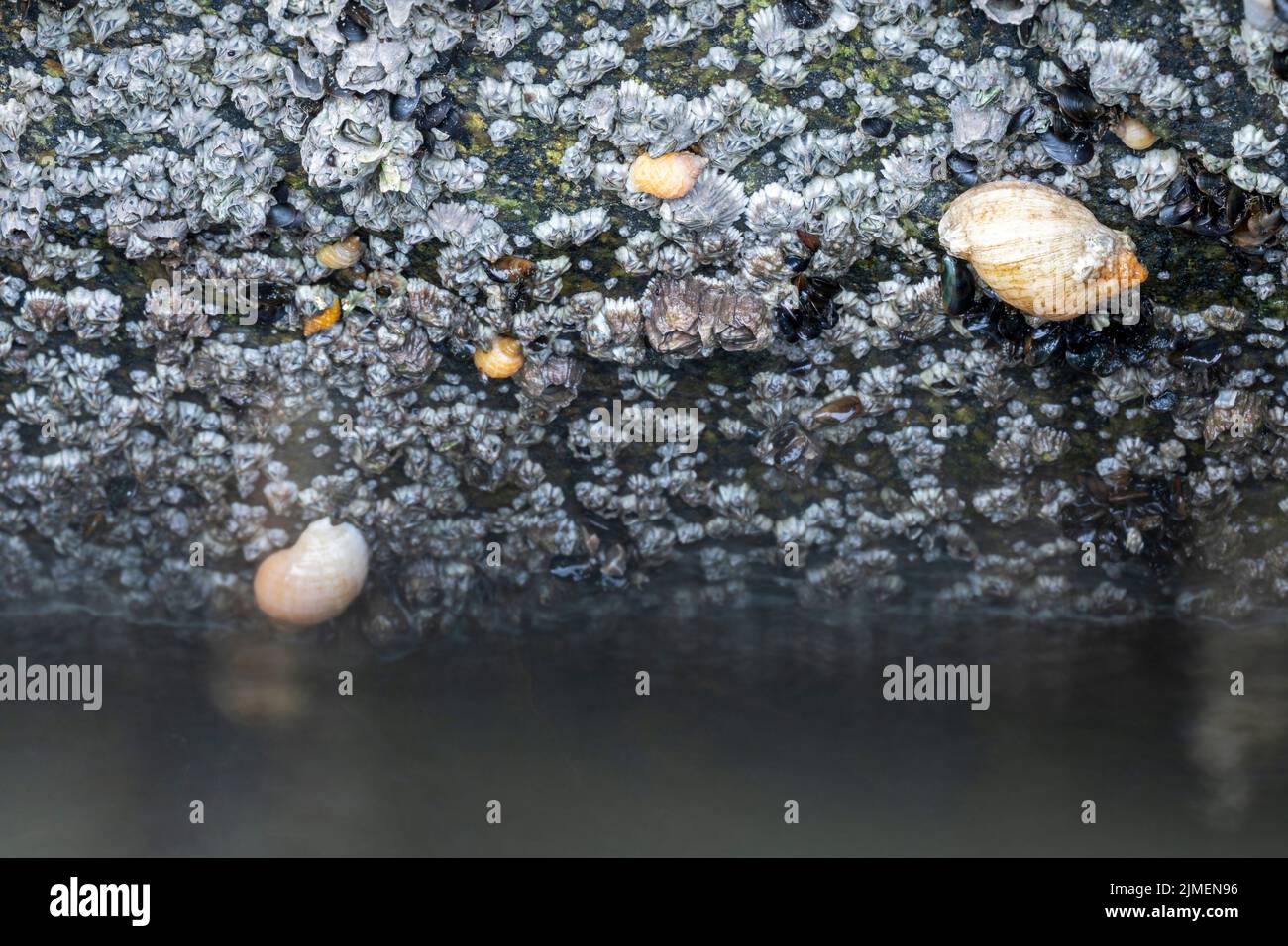Hundewelk und Common Rock Seepocken an der dänischen Nordseeküste / Nucella lapillus Stockfoto