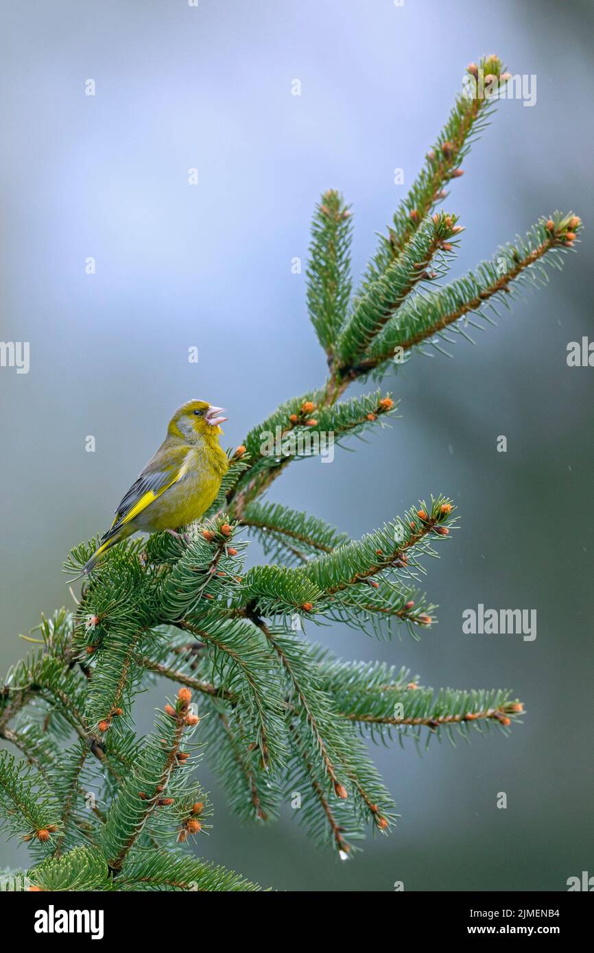 Ein männlicher Europäischer Grünfink verwendet einen Fichtenzweig als Gesangspost / Chloris chloris Stockfoto