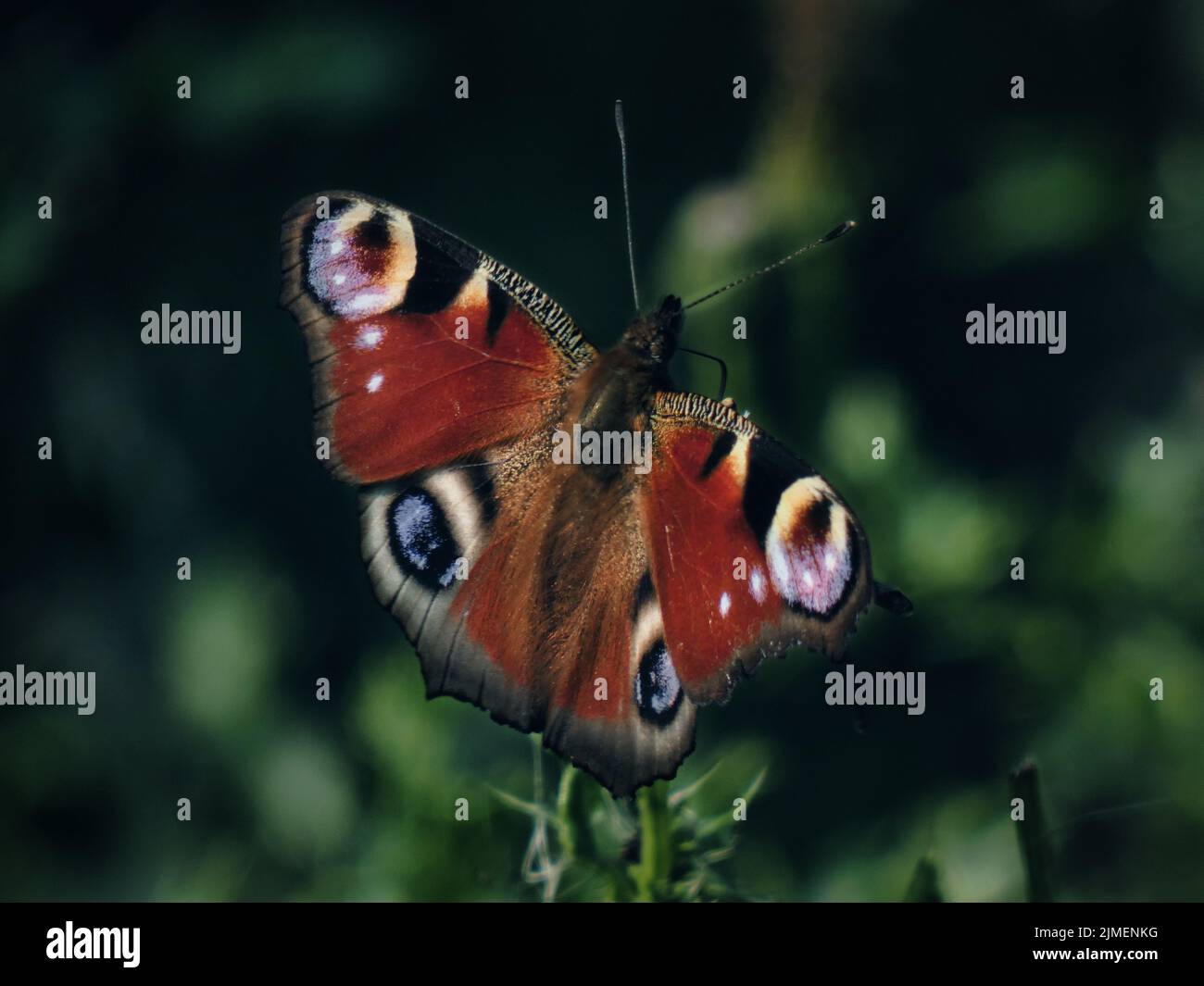 pfauenschmetterling sitzt auf einer Blume, grünes Bokeh im Hintergrund Stockfoto