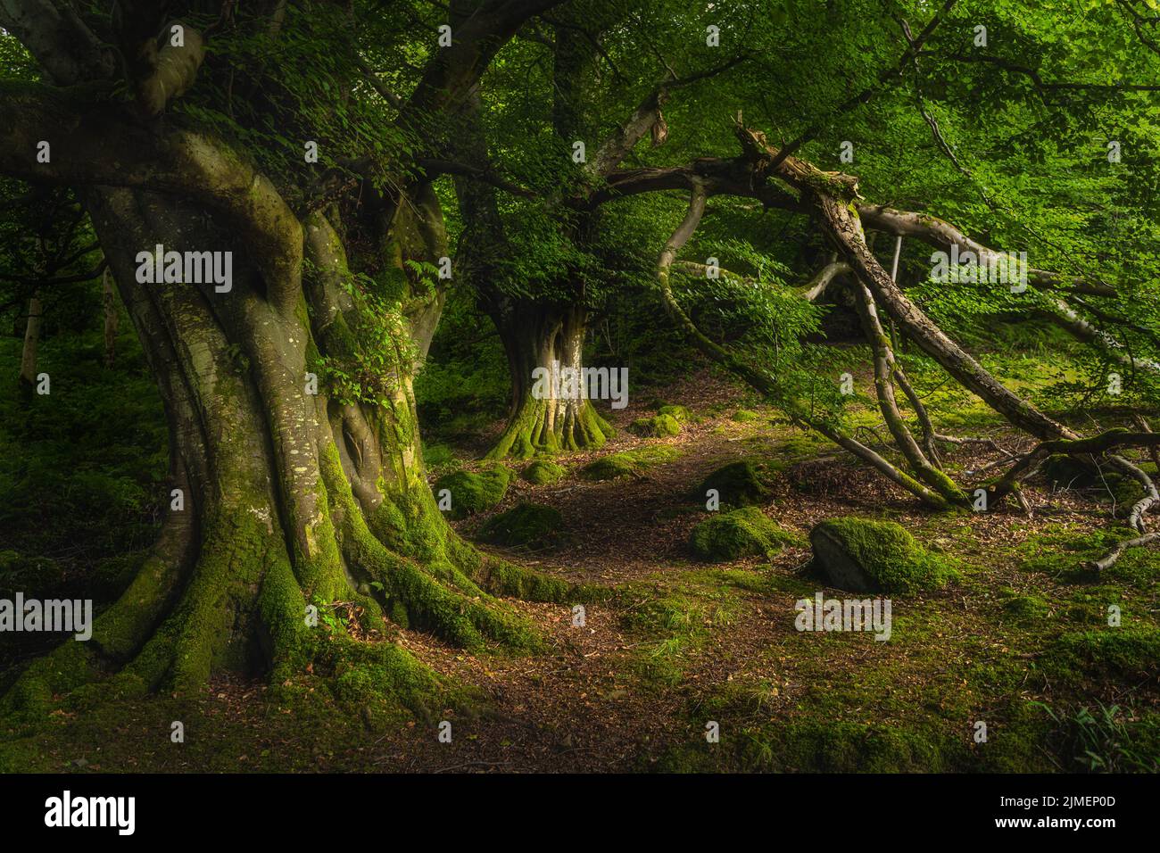 Alte Buche mit Moos bedeckt und beleuchtet von Sonnenlicht dunklen Wald, Glenariff Forest Park Stockfoto