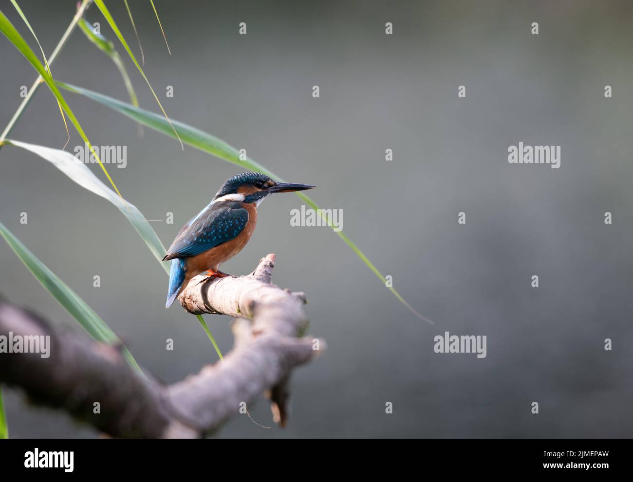 Der Eisvögel (Alcedo atthis), Wales, Großbritannien, saß während der Hitzewelle – des Klimawandels oder der globalen Erwärmung – auf Barsch bei Dürrebedingungen in Großbritannien. Stockfoto