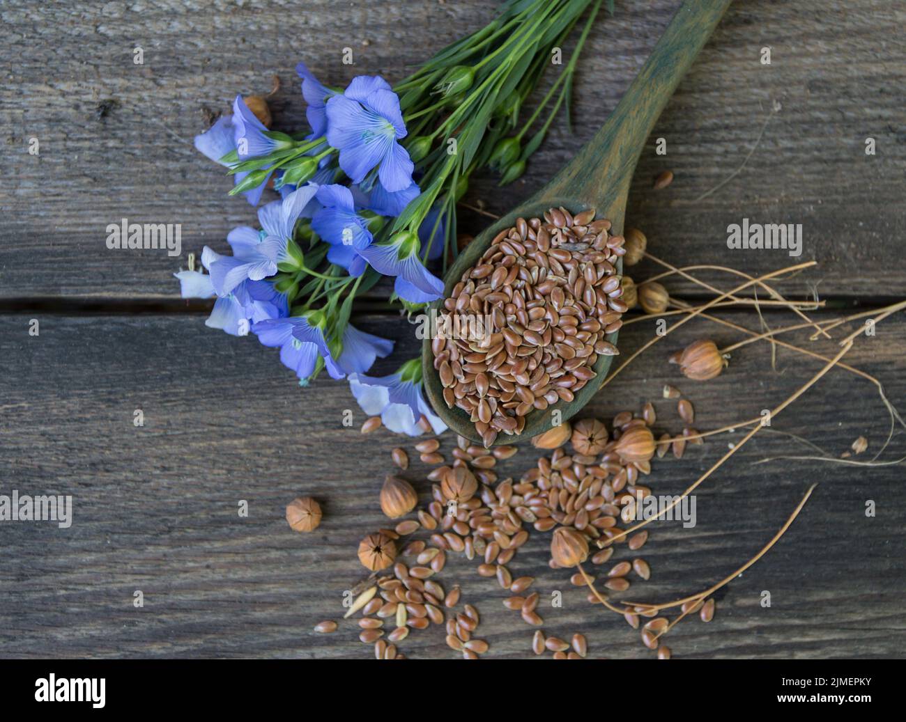 Zusammensetzung aus Flachsblüten und Suchara mit Samen Stockfoto