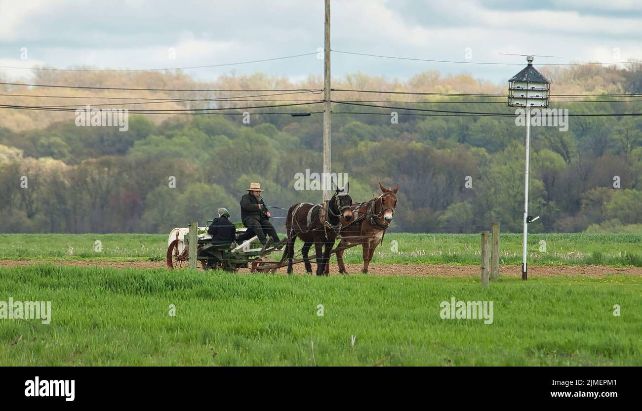 Blick auf eine Amish-Familie, die Tabak-Sämlinge pflanzt Stockfoto