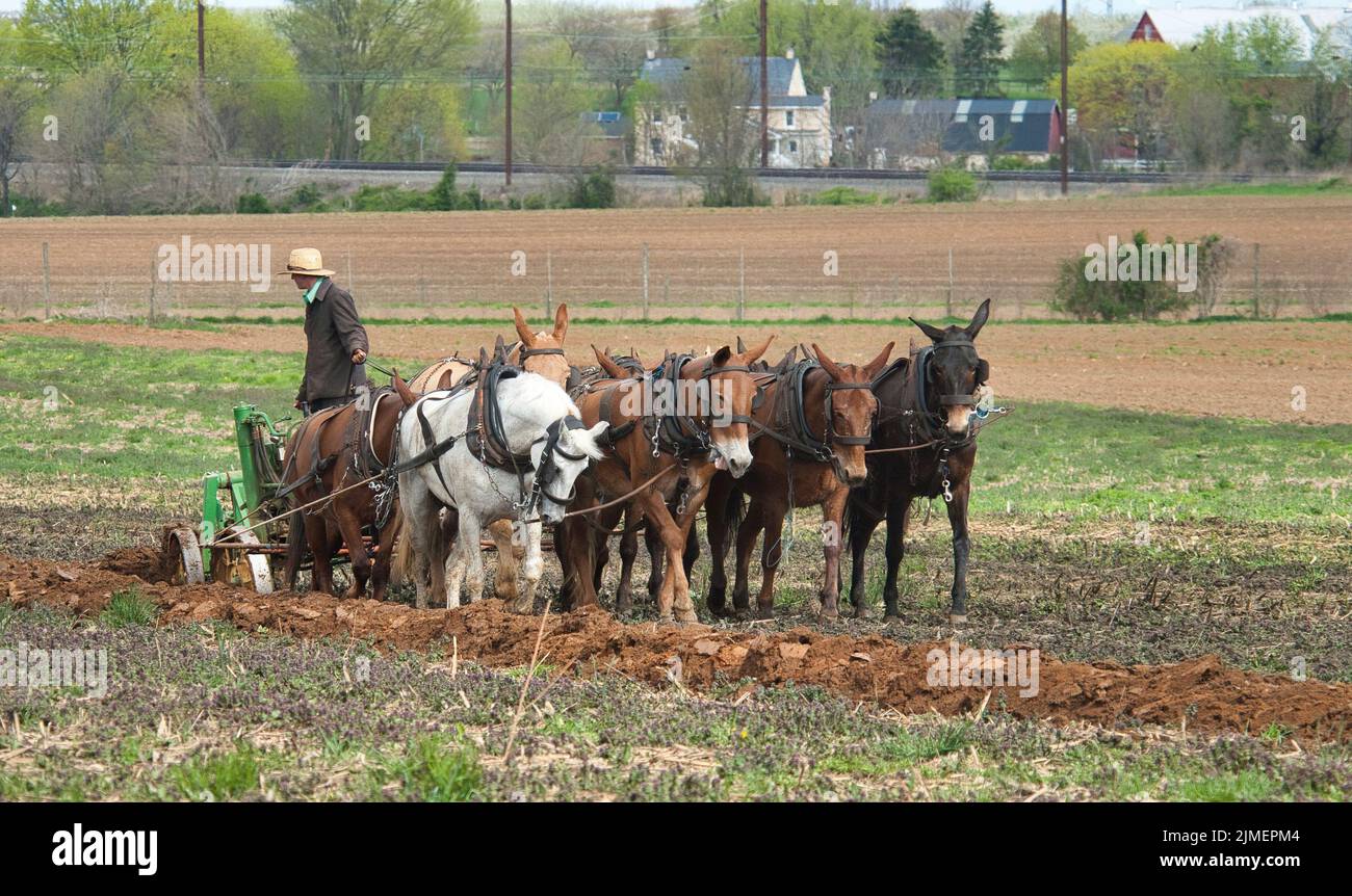 Blick auf einen Amish man, der Felder mit 8 Pferden pflügt Stockfoto