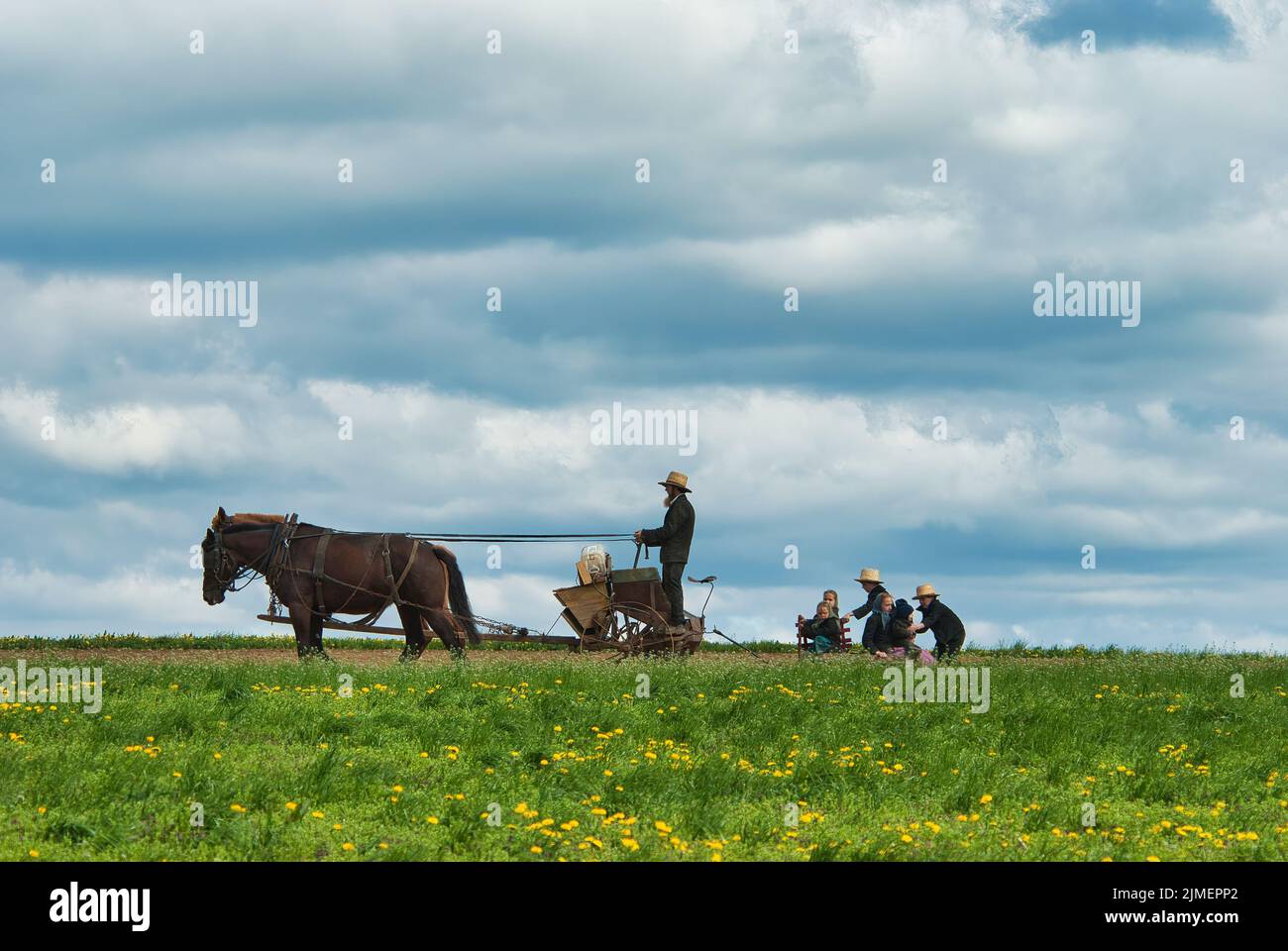 Ein Amish-Mann, der auf den Feldern arbeitet und 2 Pferde mit 5 seiner Kinder kontrolliert Stockfoto