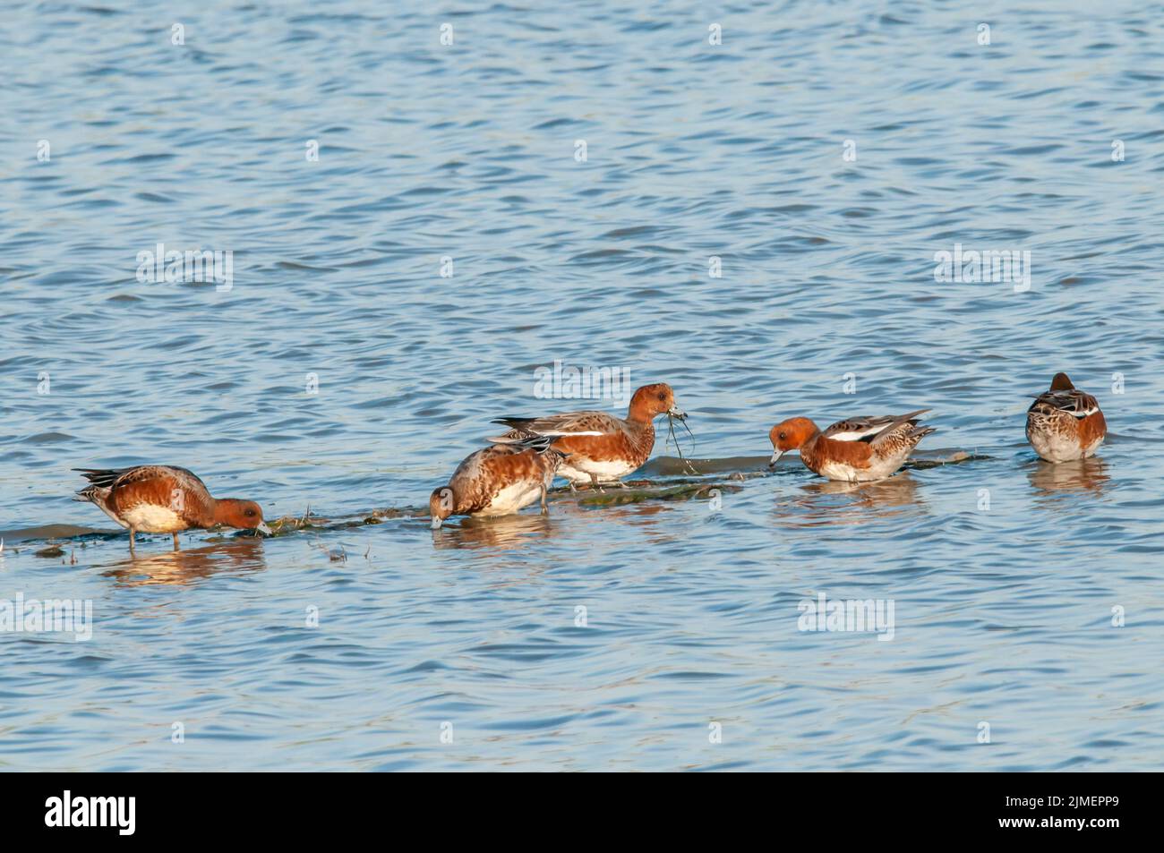 Pfeifenten Stockfoto