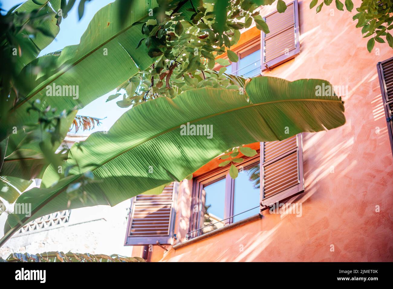 Ein Fenster im Schatten großer Bananenblätter in Rom-Italien Stockfoto