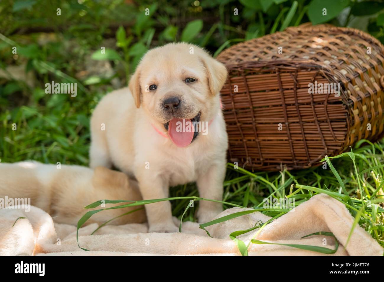 Labrador Welpe im grünen Gras Stockfoto