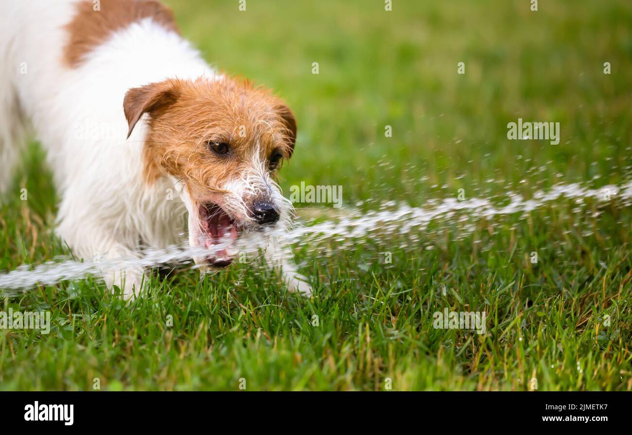 Nass glücklich verspielt Haustier Hund Welpen spielen und Trinkwasser in einem heißen Sommertag Stockfoto