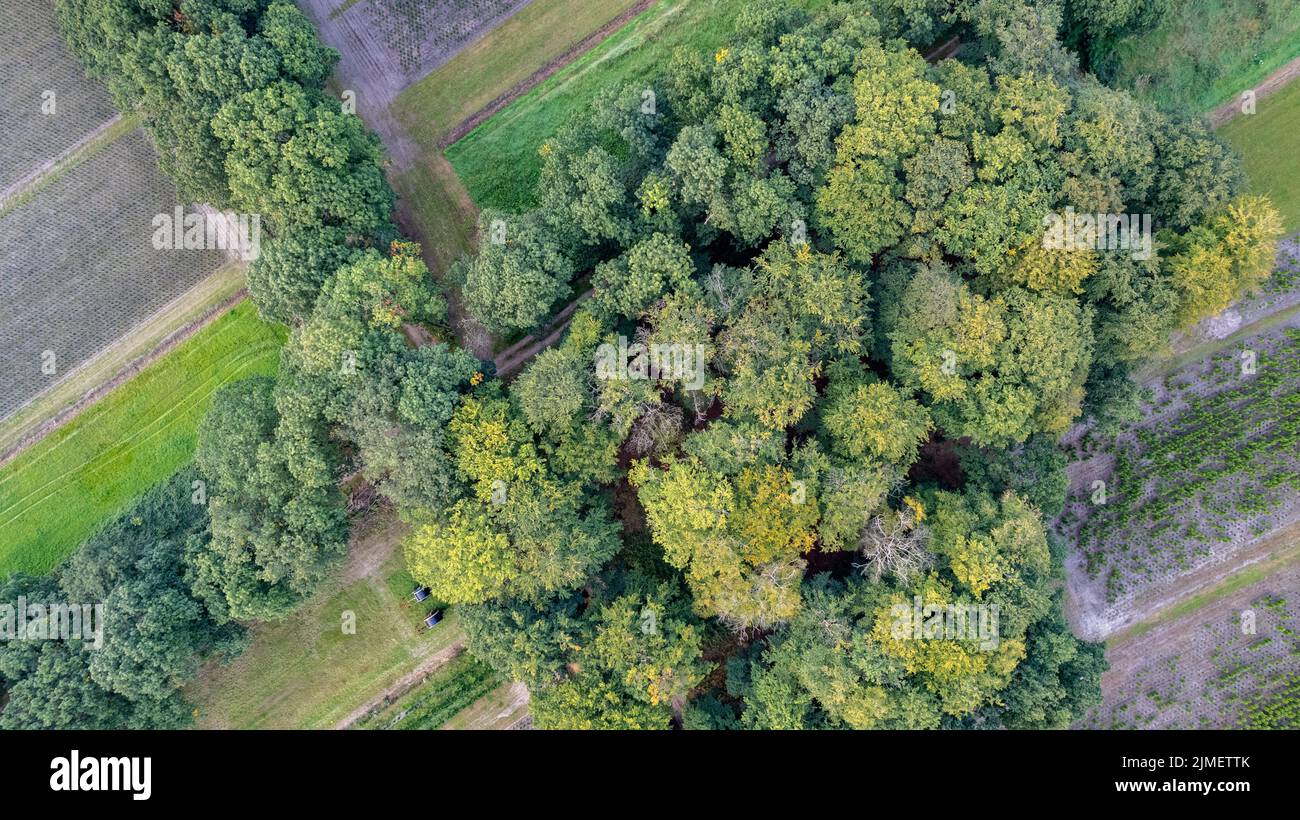 Luftaufnahme aus dem Vogelperspektive über den schönen gemäßigten Nadelwald über den Bäumen, die die erstaunlichen verschiedenen grünen Pinienwälder zeigen Stockfoto