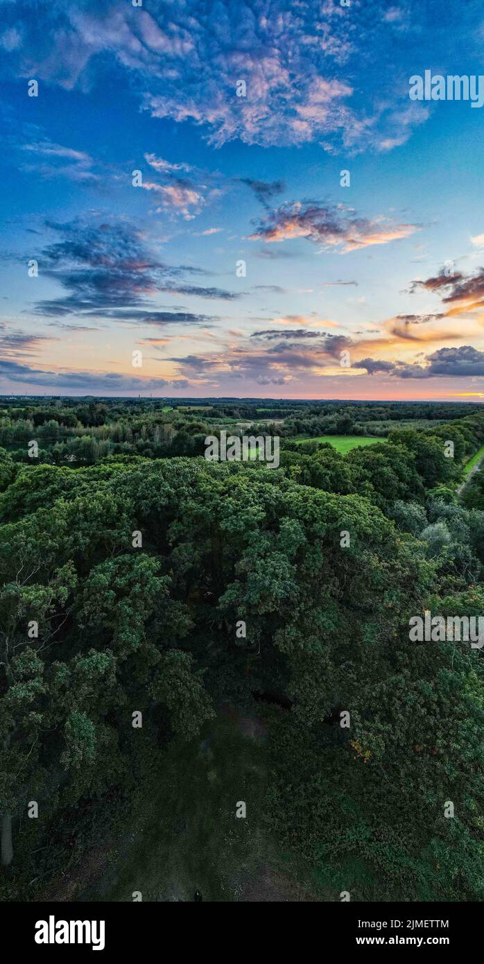 Malerische Panorama-Luftlandschaft des goldenen Herbstwaldes. Mächtige Bäume, weiches Sonnenlicht. Natur, Ökologie. Ökotourismus, Hiki Stockfoto
