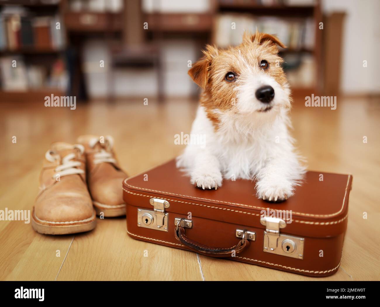 Netter Hundewelpe, der auf einem Retro-Koffer hört. Reisen mit Haustieren, Urlaub oder Urlaub. Stockfoto