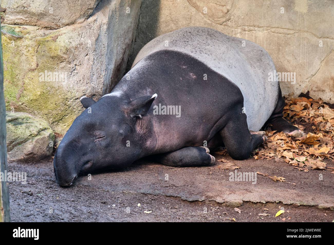 Tapir mit schwarzem Rücken / Tapir mit asiatischem und malaysischem Hintergrund (Tapirus indicus). Stockfoto