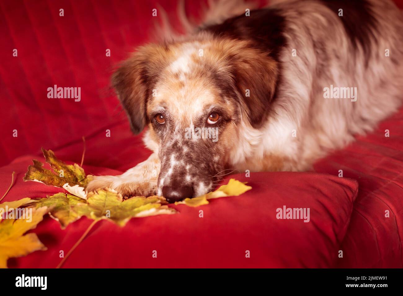 Big Dog auf dem Sofa und Herbstblätter Stockfoto