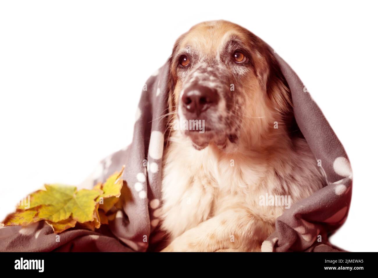 Schäferhund in Decke eingewickelt Stockfoto