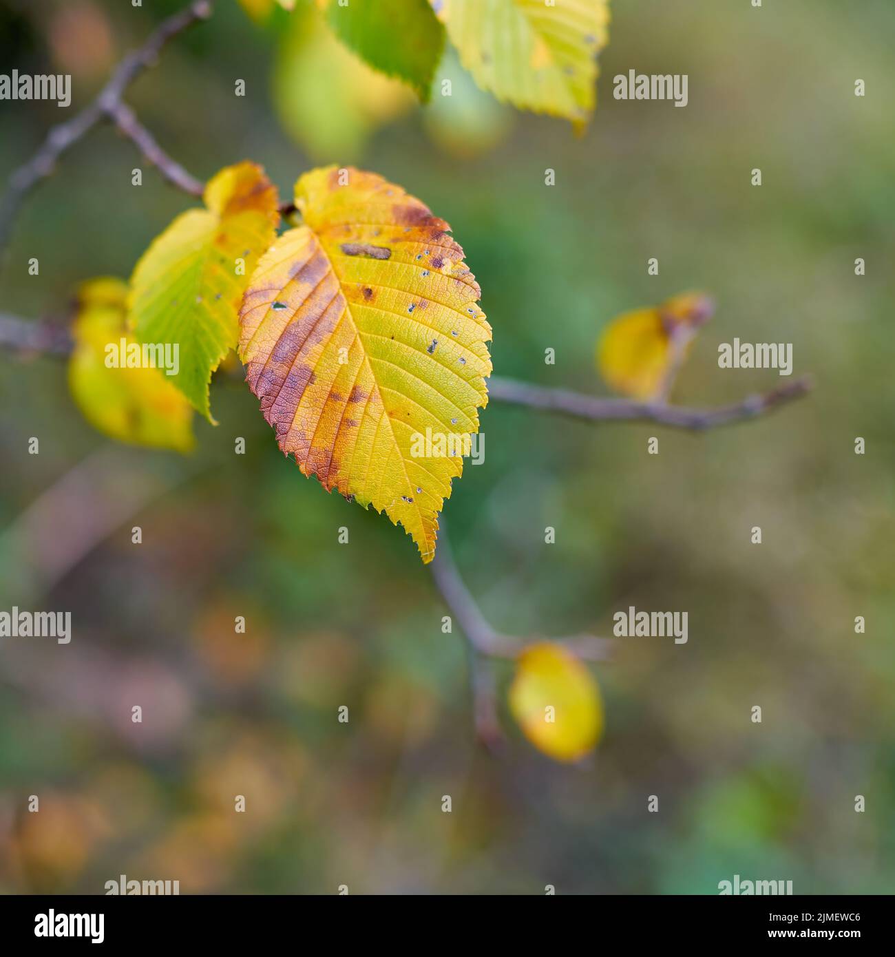 Blätter einer europäischen weißen Ulme (Ulmus laevis) mit Herbstfarbe im Wald mit Platz für Text Stockfoto