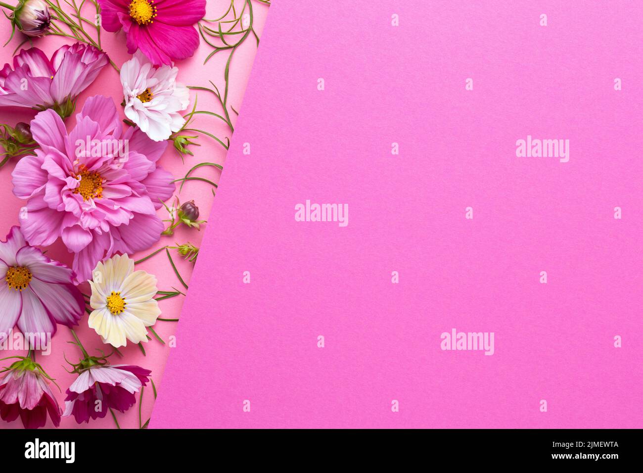 Schönheit Blumen Komposition Auf Rosa Papier Hintergrund Stockfoto