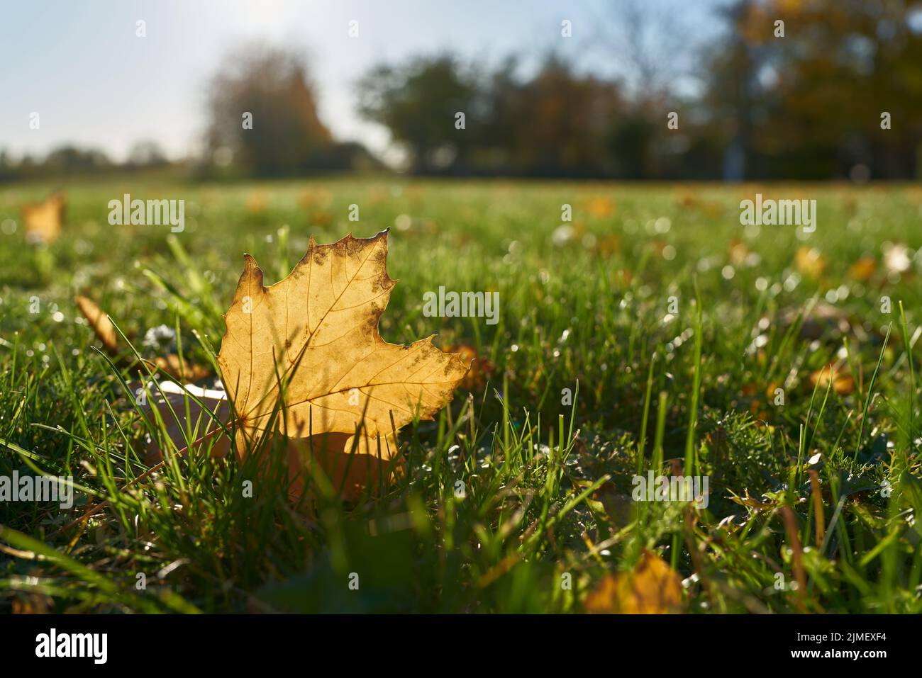 Der Herbst beginnt an einem sonnigen Herbsttag auf einer Wiese im Park Stockfoto