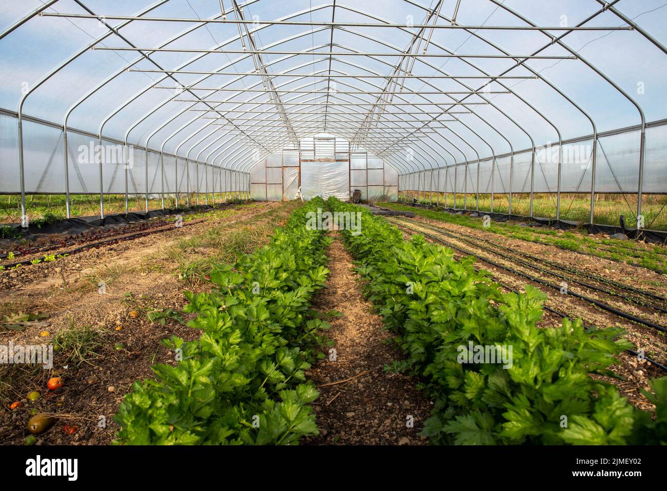 Lange Reihen von Sellerie im Gartengewächshaus mit Bewässerung Stockfoto
