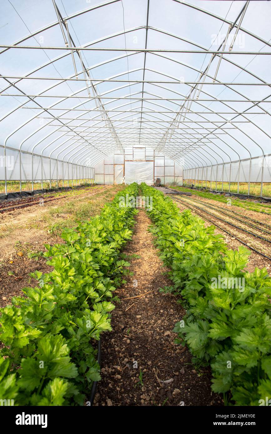 Vertikales Bild des Gewächshausinnenraums mit Reihen von Blättersellerie Stockfoto