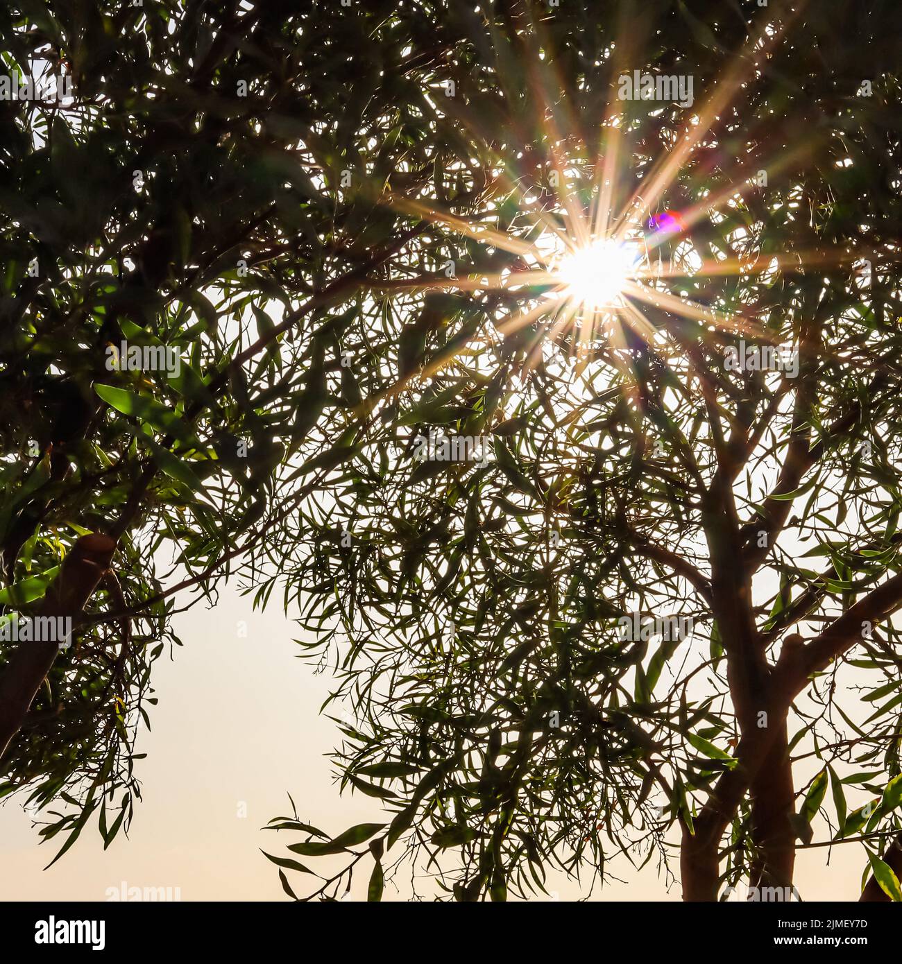 Im Sommer scheint die Sonne durch grünes Laub auf den Ästen. Natur- und Umweltkonzept Stockfoto