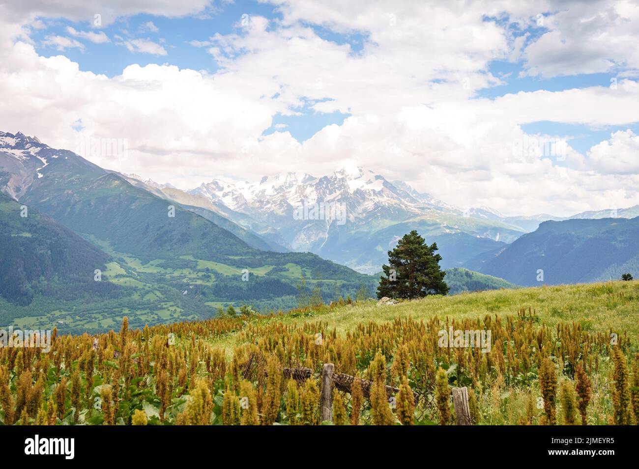 Svaneti, Georgia Landschaft am Sommertag. Blick auf die Kaukasus-Berge mit einem einzigen Baum in der Nähe von Mestia Stockfoto