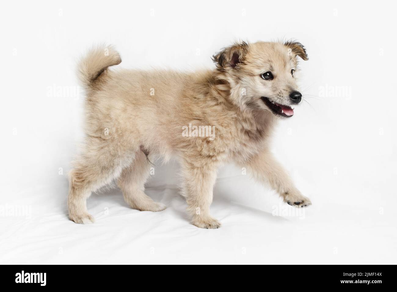 Welpenhund beim Laufen Stockfoto