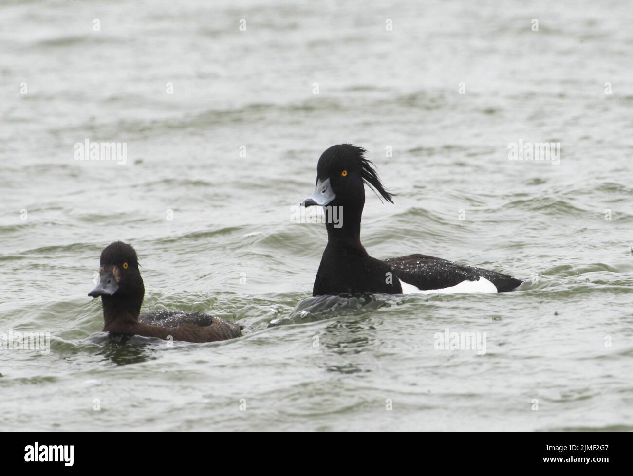 Tufted Duck (Aythya fuligula) Schwimmen auf einem See, Nordstrand Halbinsel, Deutschland, Europa Stockfoto