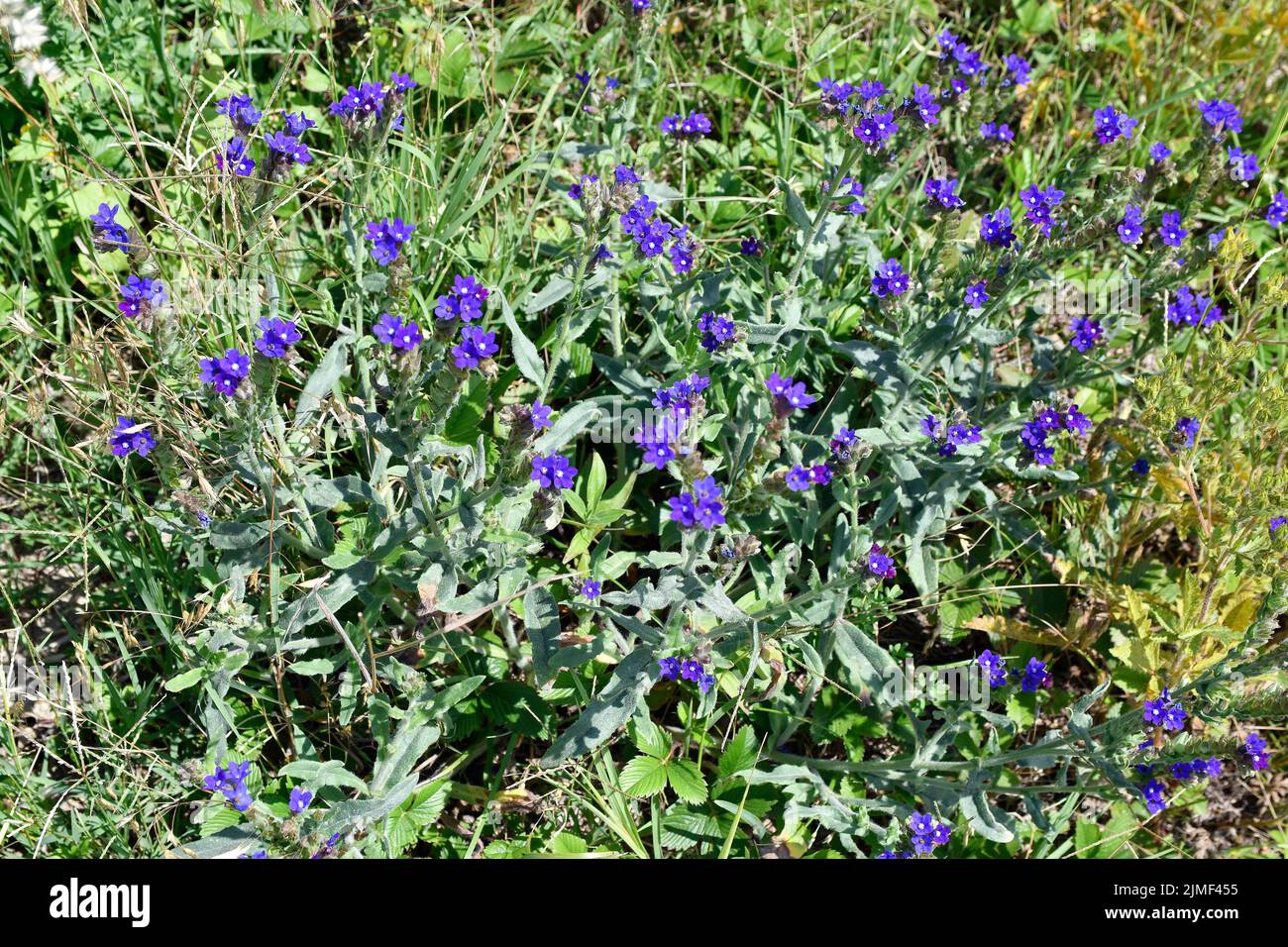 Botanik, allgemein bugloss aka Alkanet, produziert die Pflanze viel Nektar für Bestäuber Stockfoto