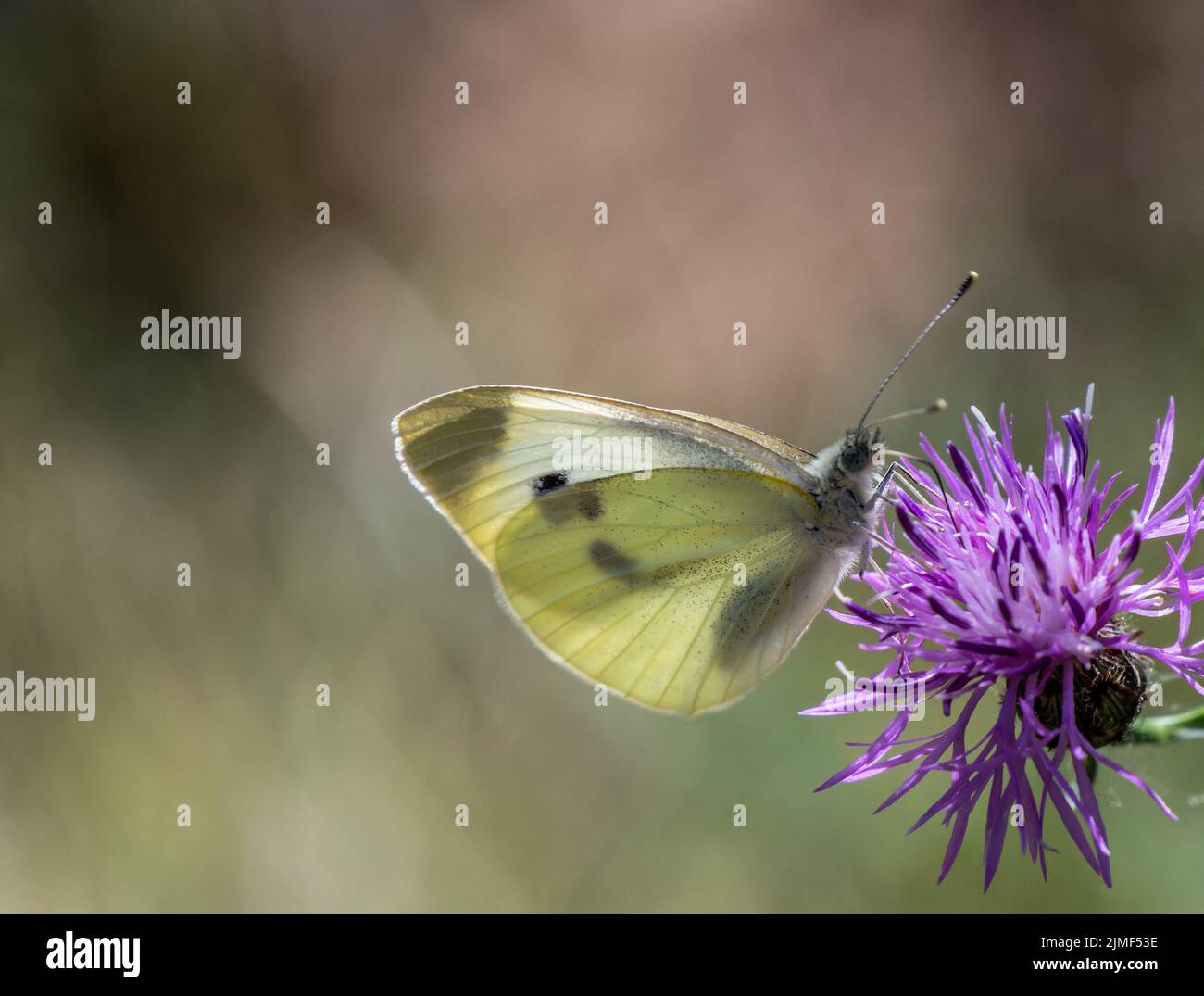 Nahaufnahme eines kohlweißen Schmetterlings, der Nektar aus der violetten Blume auf einer wilden, kriechenden Distelpflanze sammelt, die auf einem Feld wächst. Stockfoto