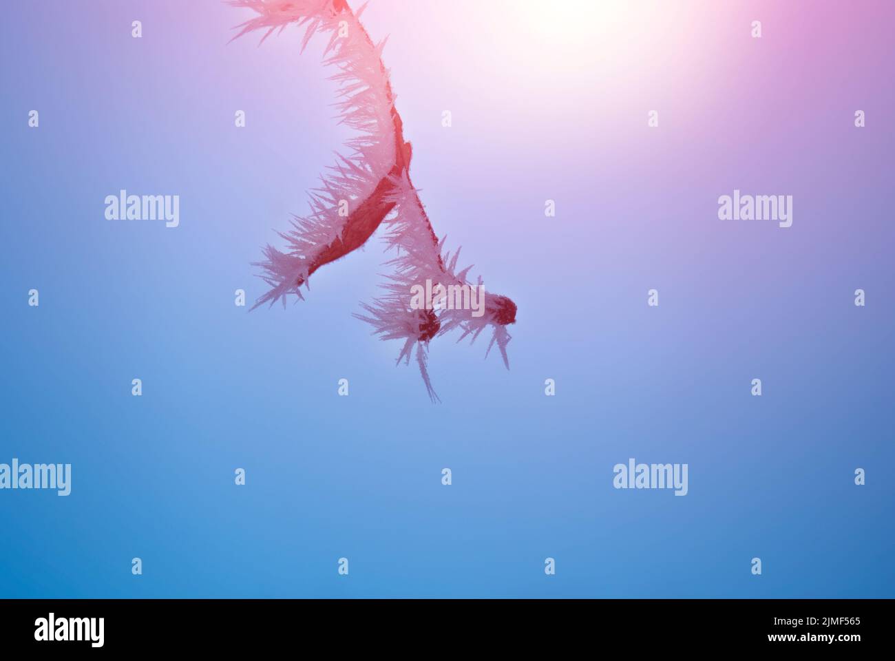 Frost auf Ästen nach Schneesturm Stockfoto