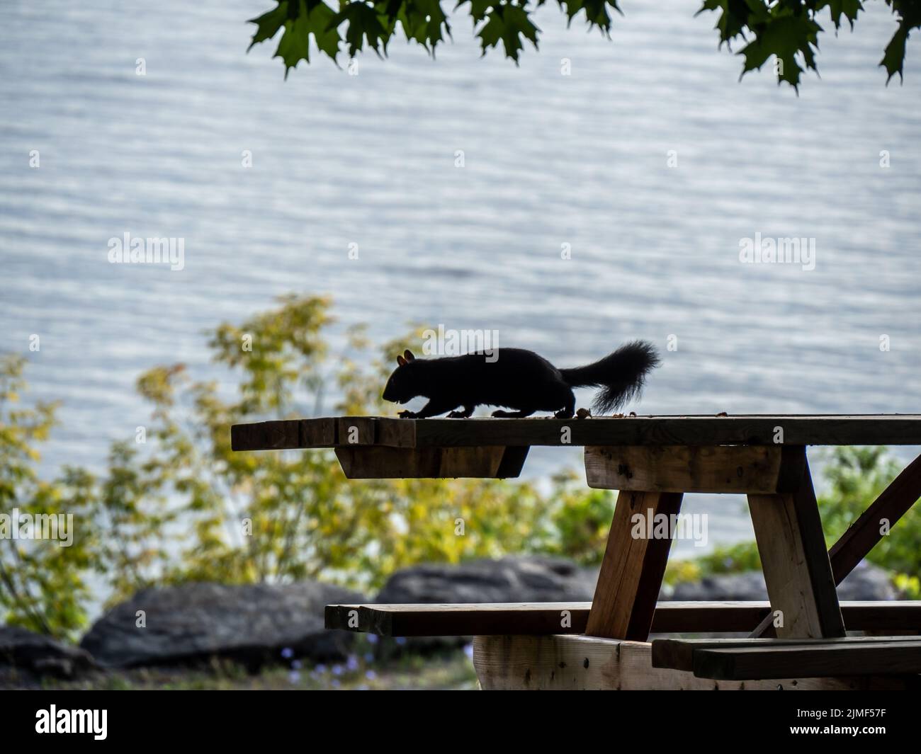 Nahaufnahme eines schwarzen Eichhörnchens, das Nüsse frisst, auf einem hölzernen Picknicktisch, der unter einem Ahornbaum mit verschwommenem Hintergrund sitzt. Stockfoto