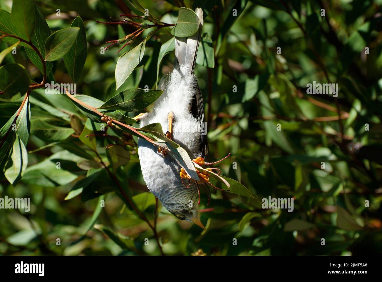 Australien, lauter Bergarbeitervogel im Baum, häufig und endemisch in New South Wales Stockfoto