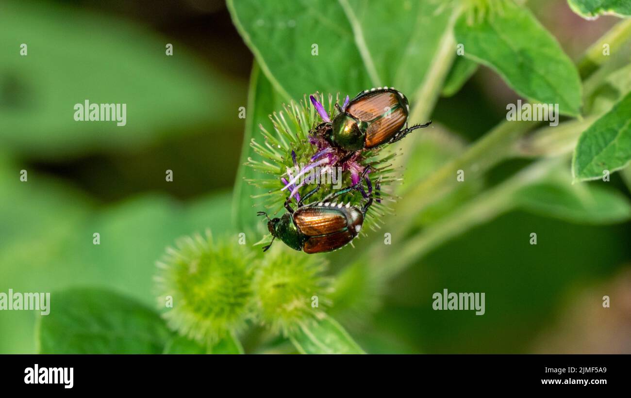 Nahaufnahme japanischer Käfer, die auf der violetten Blume einer kleineren Klettenpflanze krabbeln, die an einem warmen Augusttag am Waldrand wächst. Stockfoto