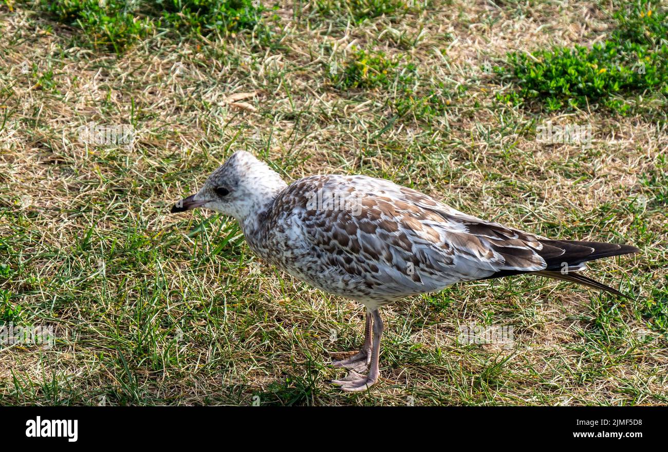 Nahaufnahme einer Möwe, die an einem hellen sonnigen Tag im august im kurzen Gras nach Nahrung futteriert. Stockfoto