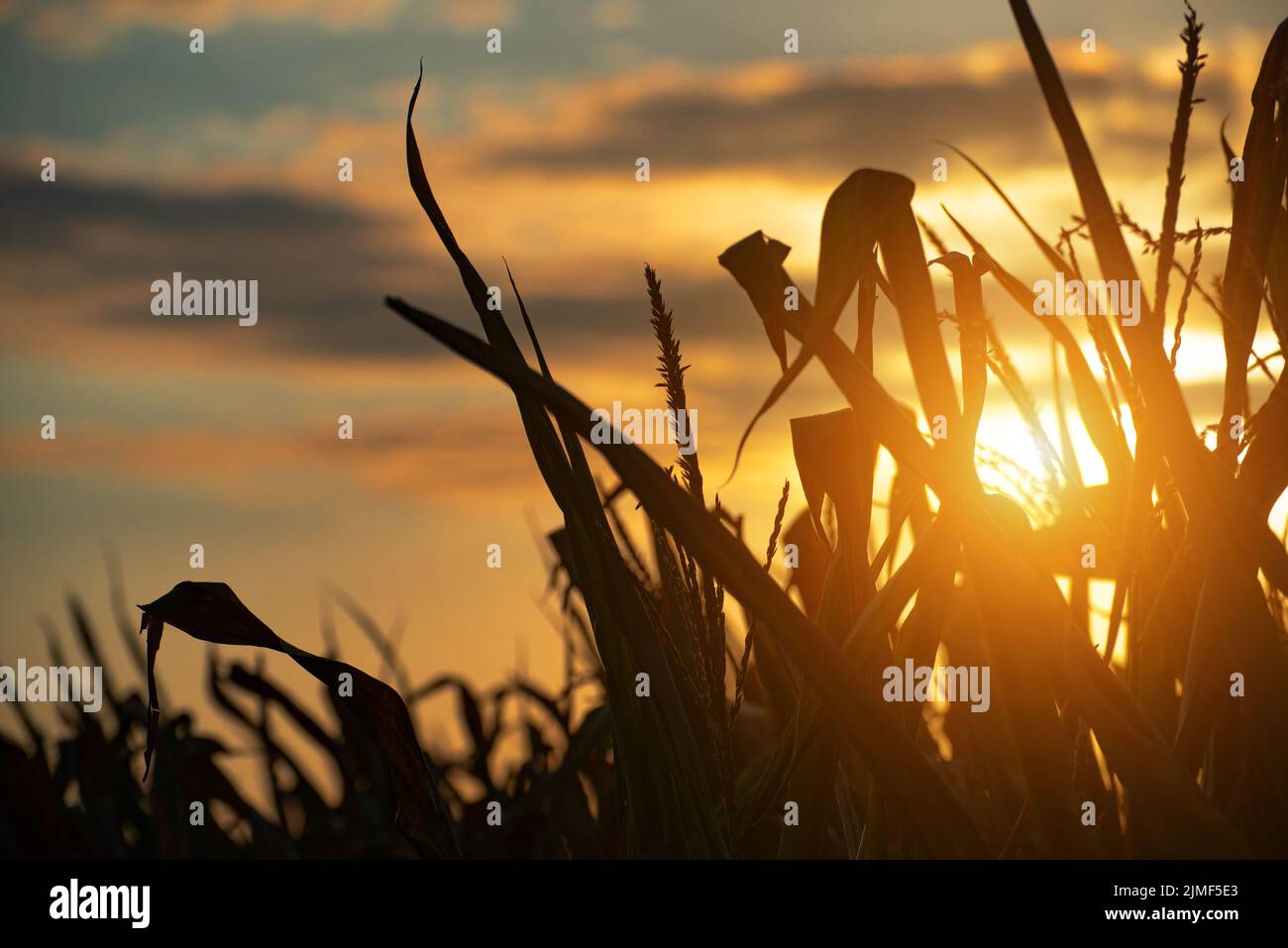 Maisstiele am bewölkten Abendhimmel dramatischer Hintergrund während des Sonnenuntergangs Stockfoto