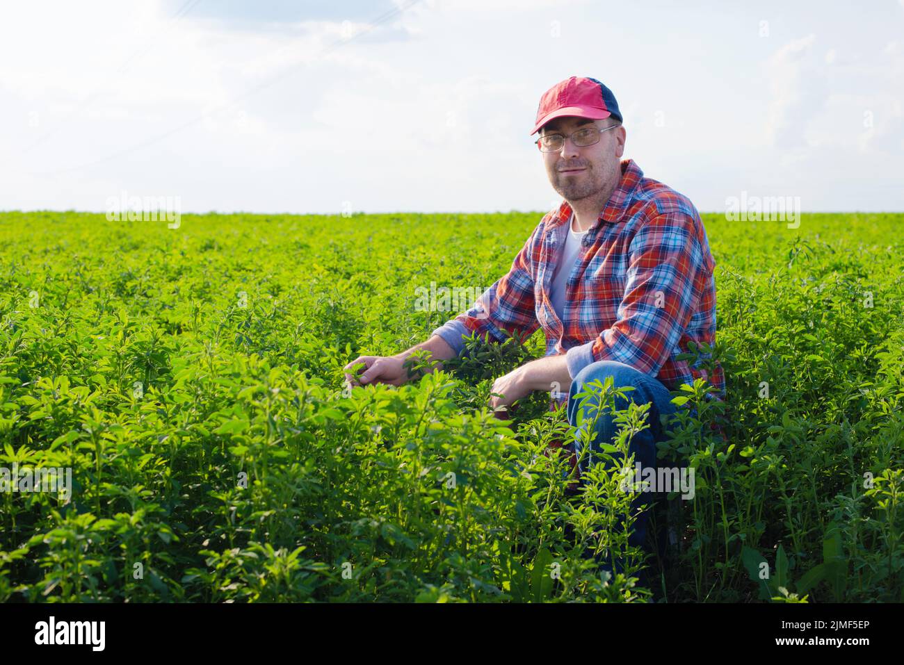 Kaukasischer Bauer mittleren Alters, der im Sommer das Medicago-Feld inspiziert Stockfoto