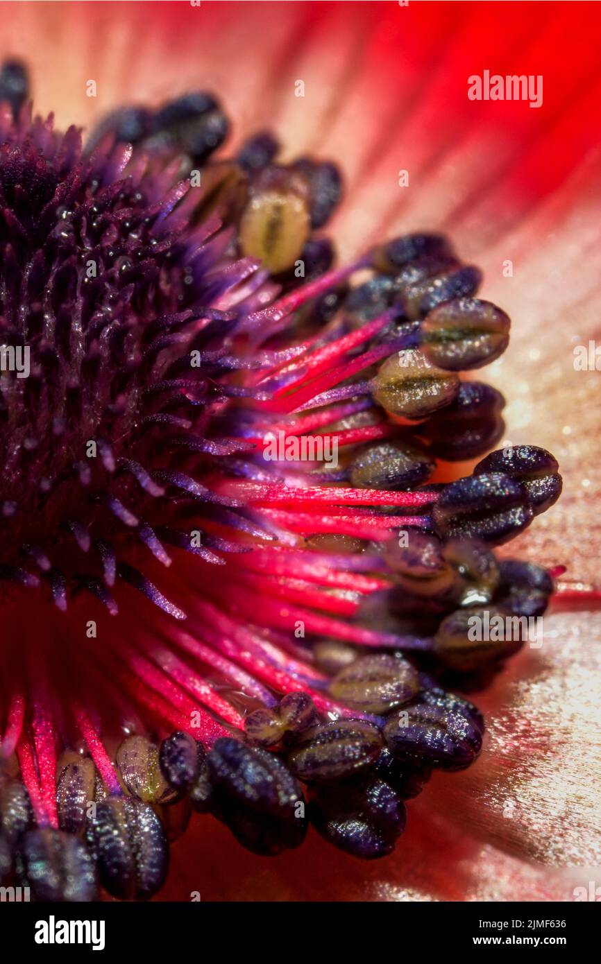 Detailansicht im Inneren einer Anemonen-Blume in erstaunlichen Farben im Sommer Stockfoto