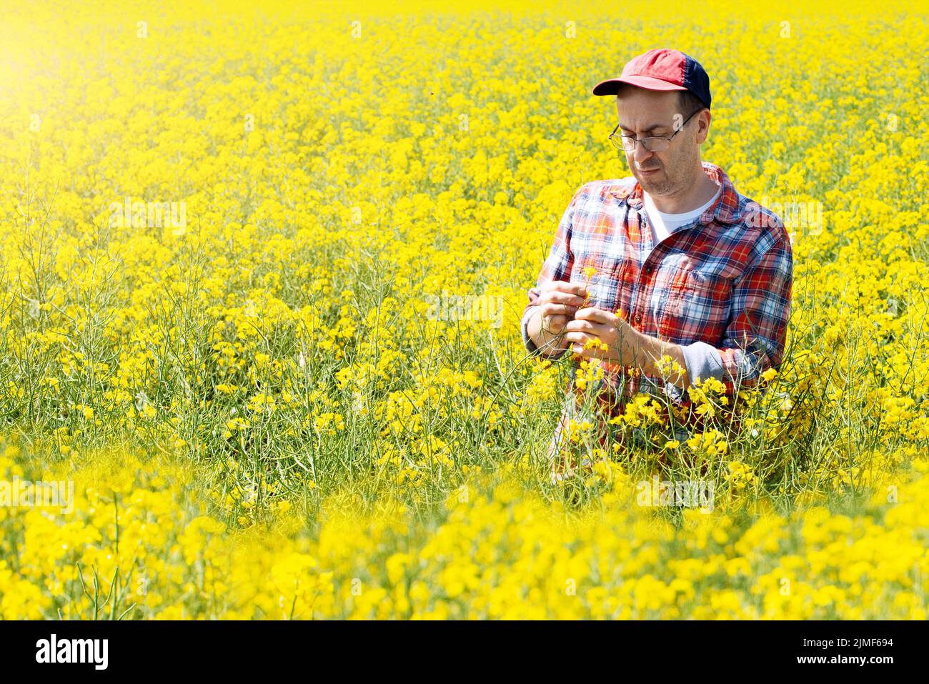 Männlicher kaukasischer Farmarbeiter mittleren Alters, der Rapsstiele am sonnigen Sommertag auf dem Feld inspiziert Stockfoto