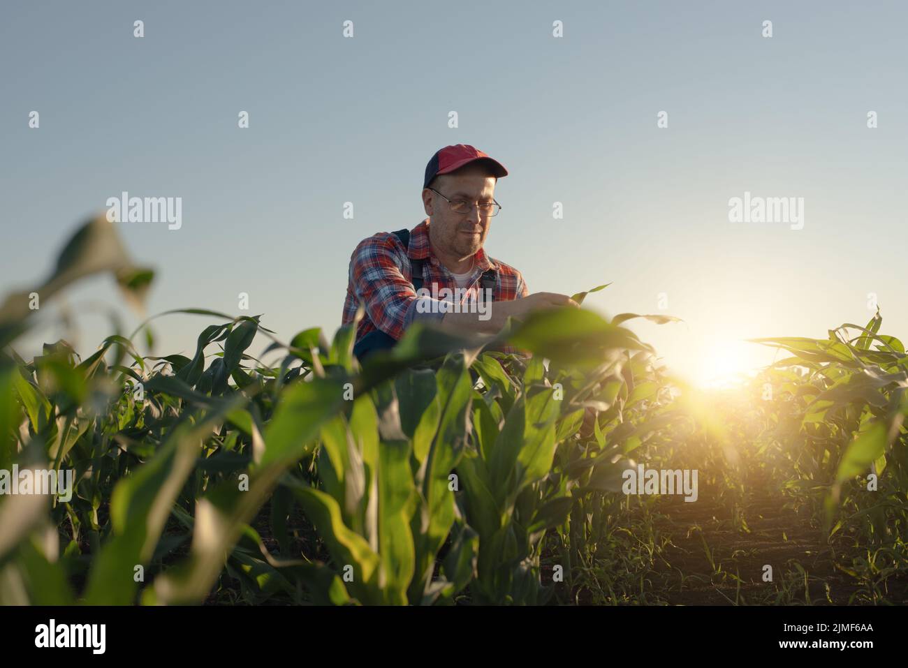 Der kaukasische Maisbauer im mittleren Alter kniete zur Inspektion von Maisstielen Stockfoto
