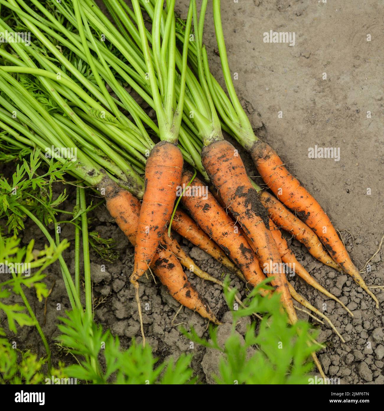 Ansicht von oben an gerade abgeholt Karotten auf dem Gartenboden Detailansicht Stockfoto