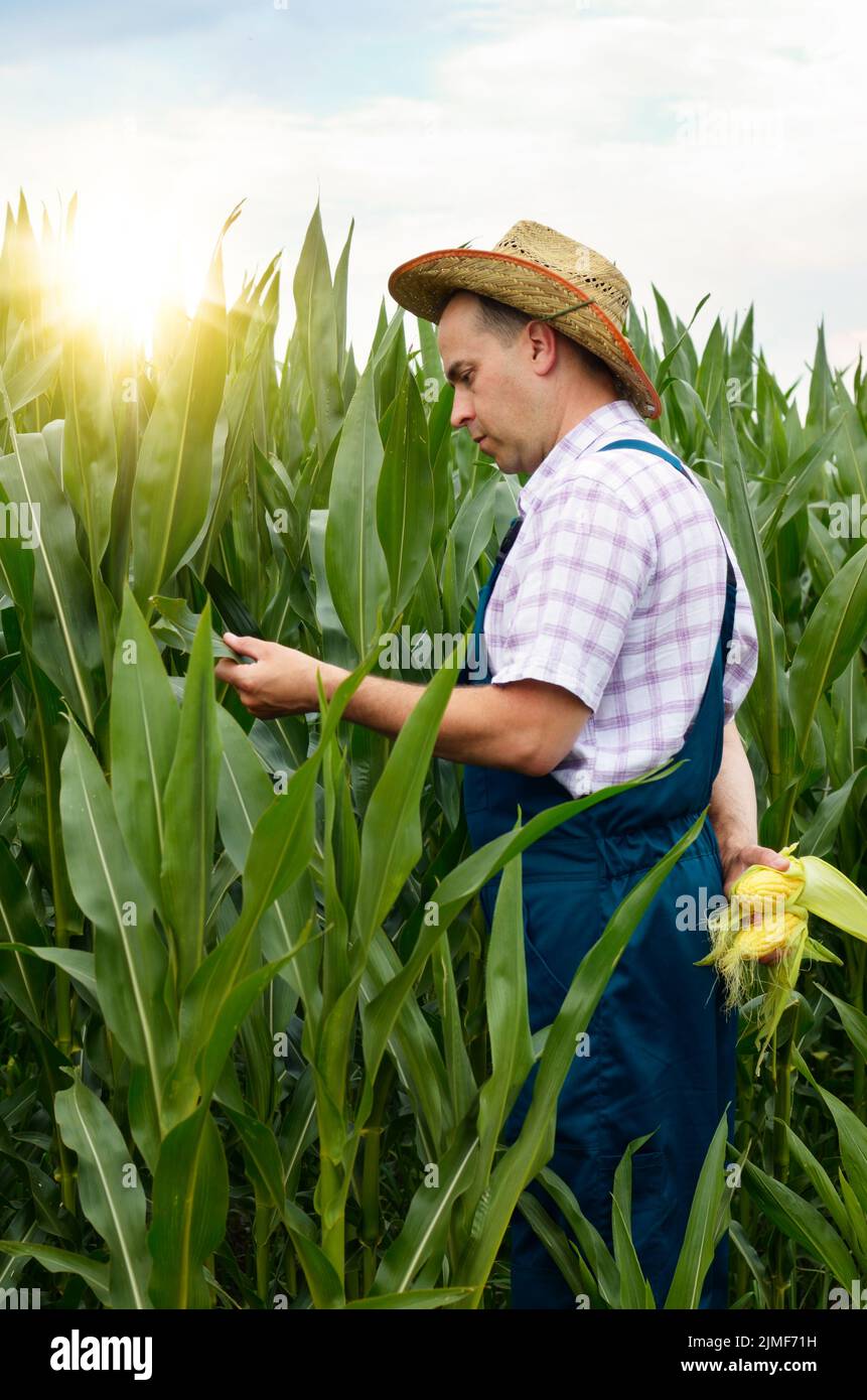 Landwirt Inspektion Maiskolben Stockfoto